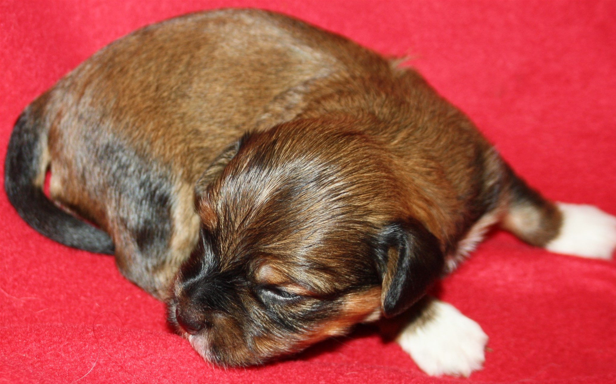 IMG_9953 Tik 1 Alicia 2 v Hem.JPG