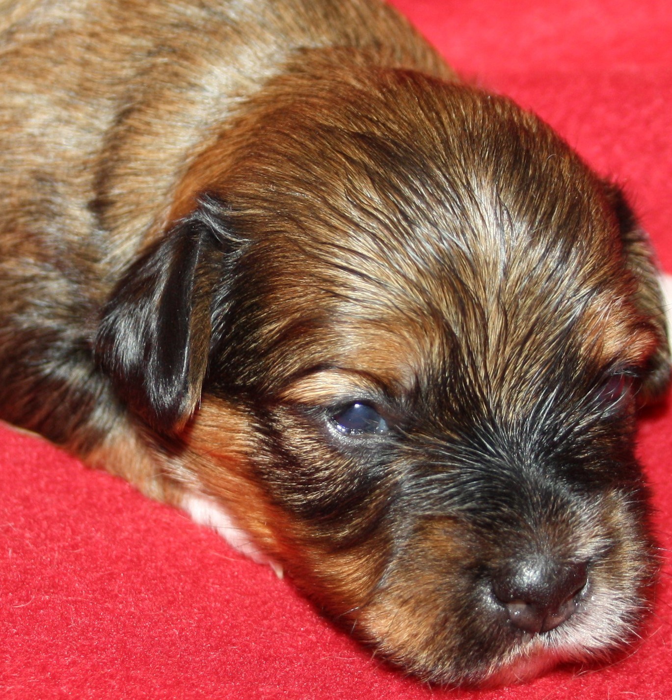 IMG_9957 Tik 1 Alicia 2 v Hem.JPG