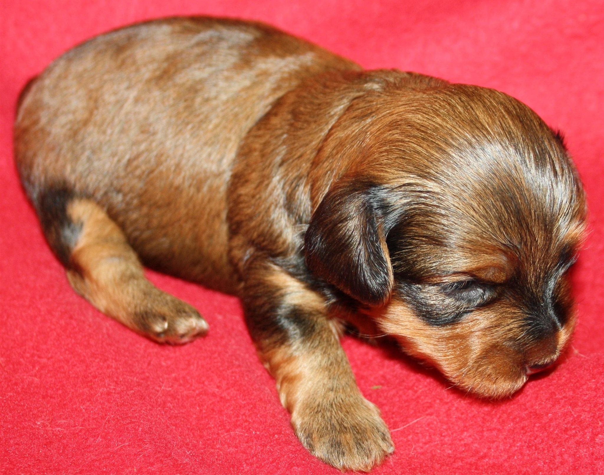 IMG_9966 Tik 3 Anna 2 v Hem.JPG