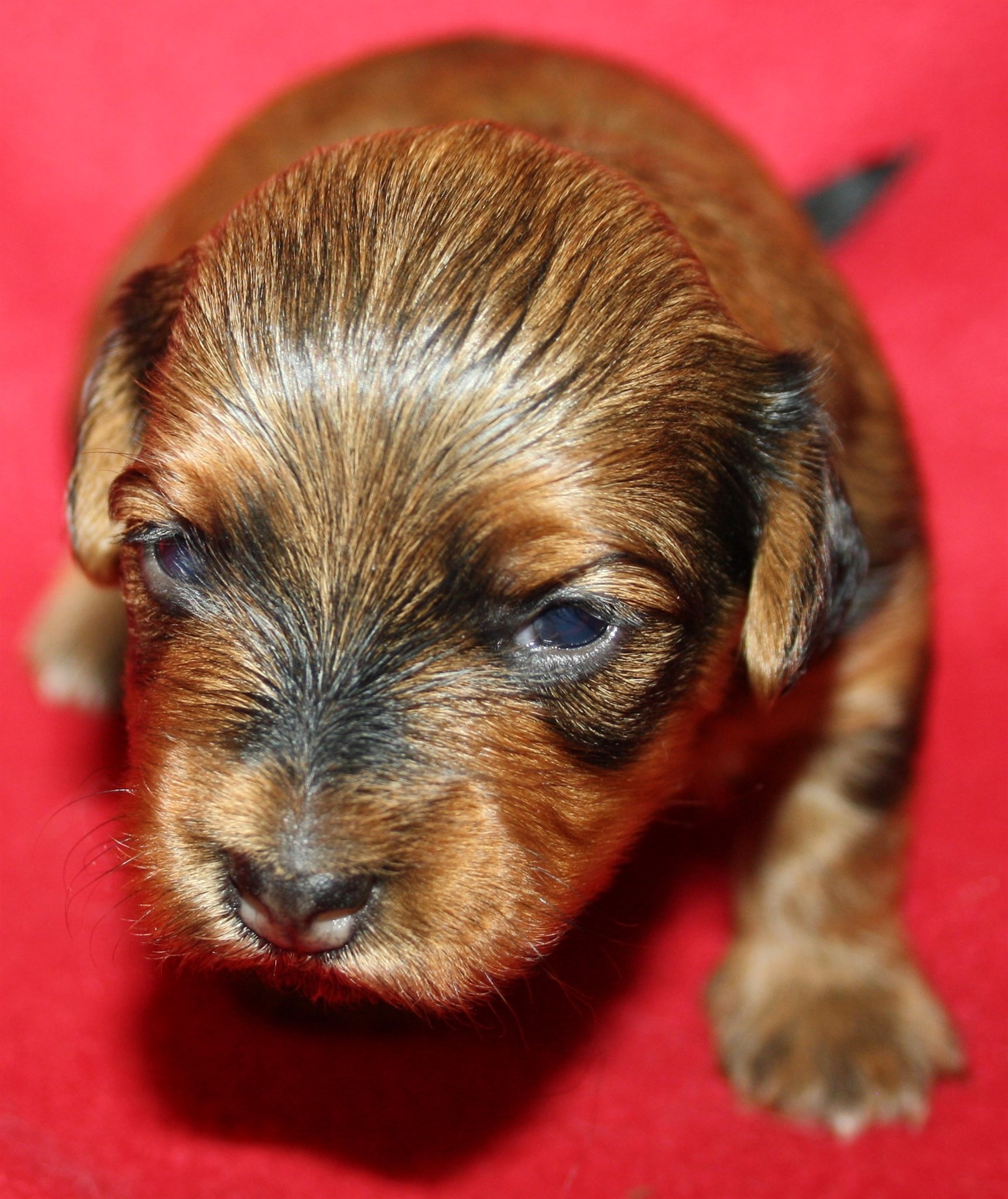 IMG_9970 Tik 3 Anna 2v Hem.JPG