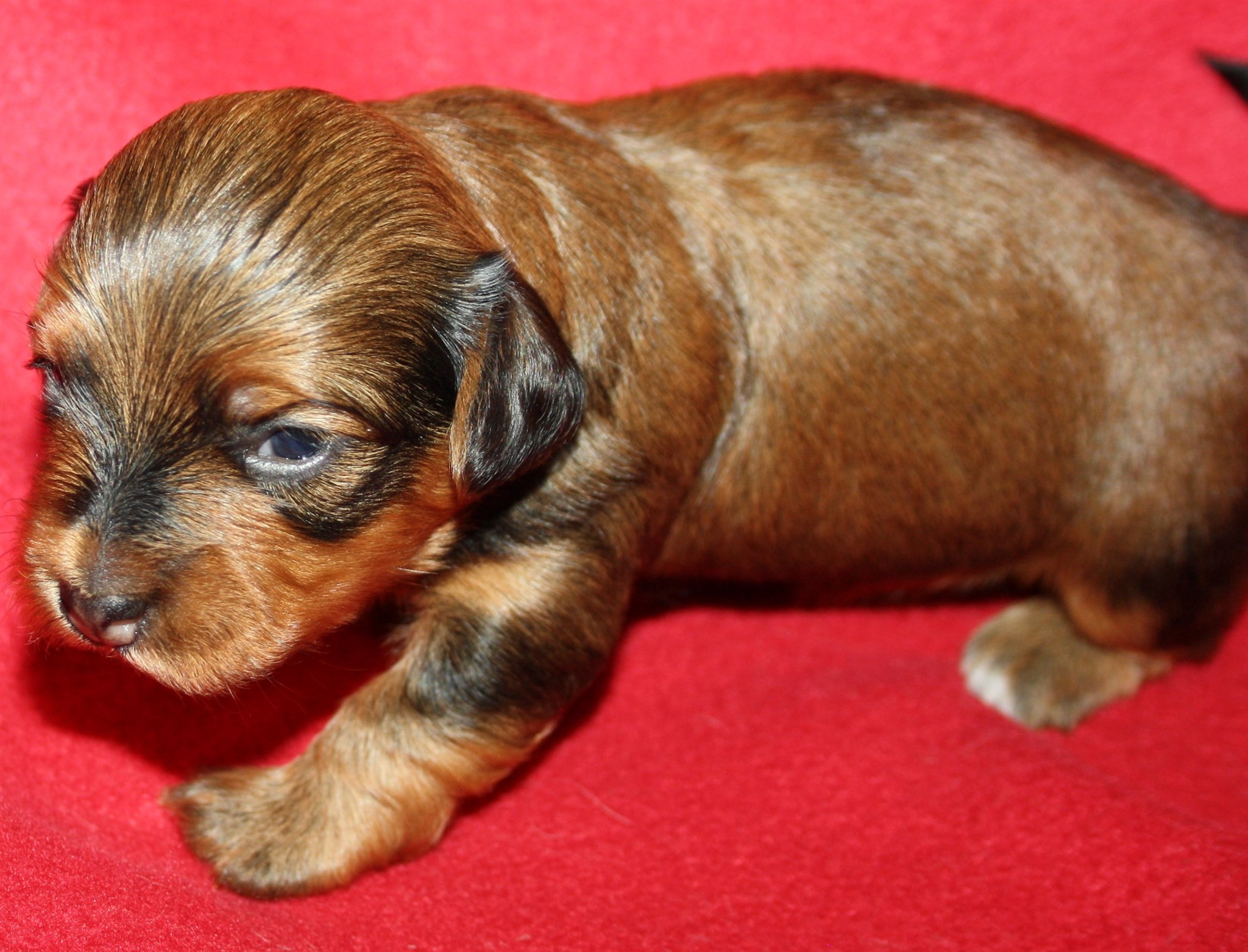 IMG_9971 Tik 3 Anna  2 v Hem.JPG