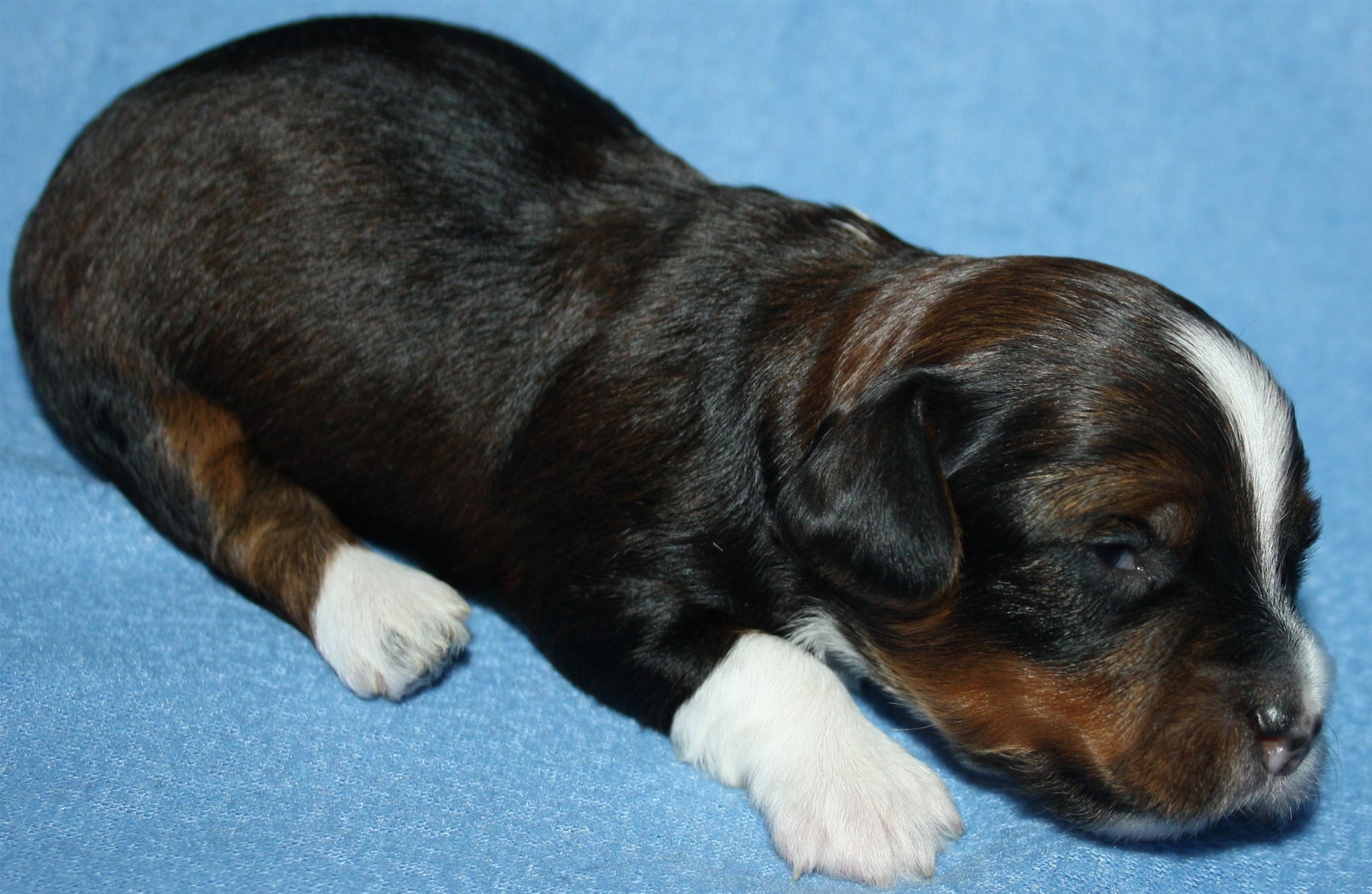 IMG_9973 Hane 1 Arvid 2 v Hem.JPG