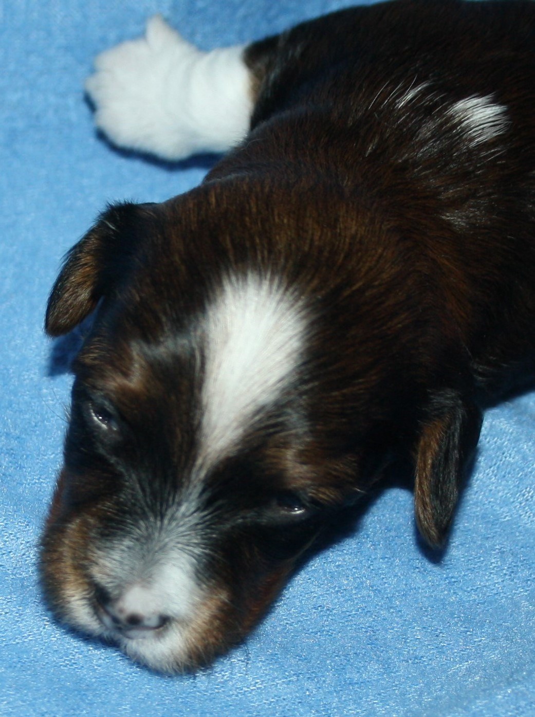 IMG_9978 Hane 1 Arvid 2 v Hem.JPG