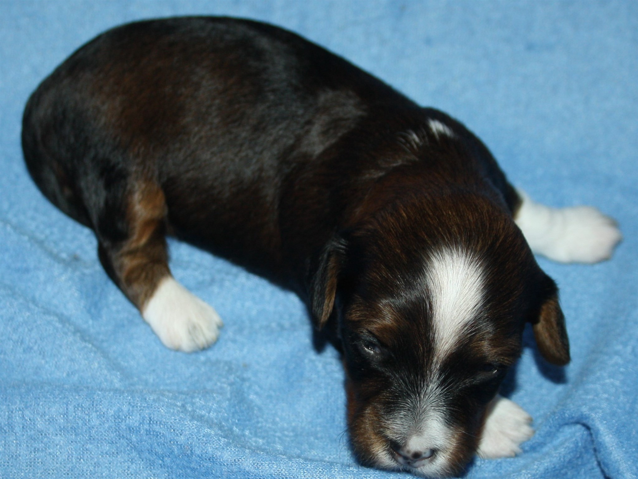 IMG_9980 Hane  1 Arvid 2 v Hem.JPG