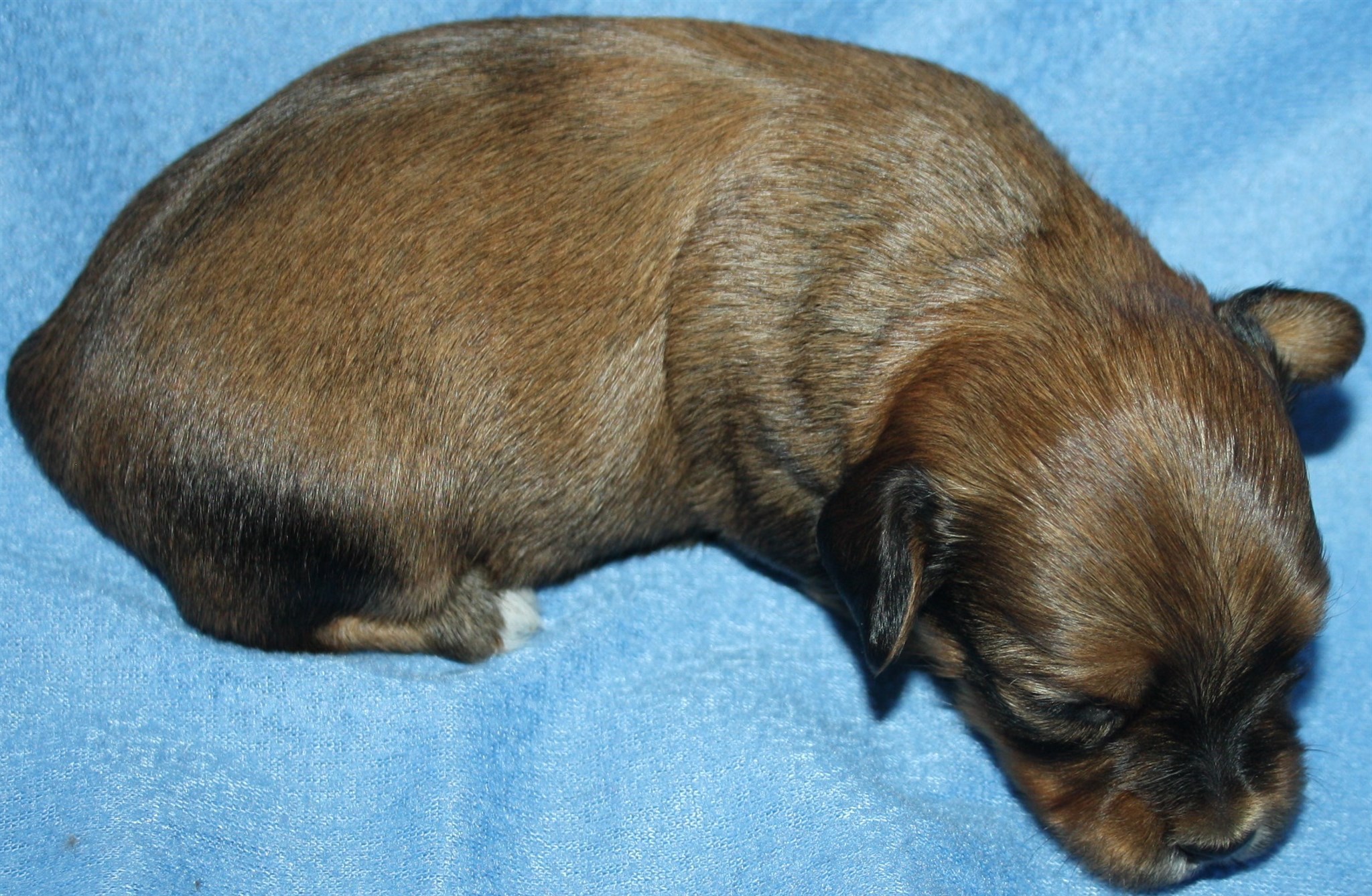 IMG_9988 Hane  2 Anton 2 v Hem.JPG