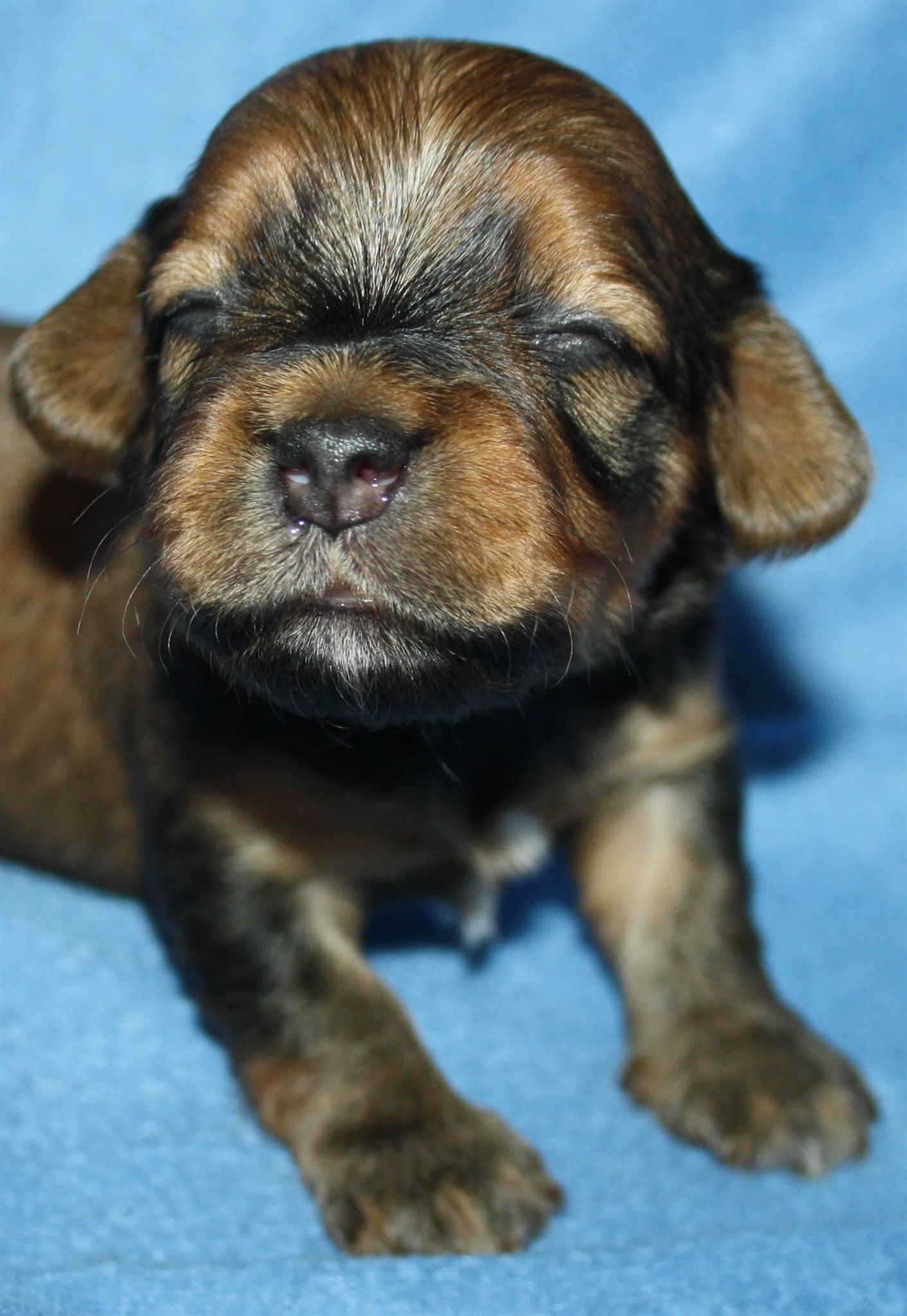 IMG_9989 Hane  2 Anton 2 v Hem.JPG