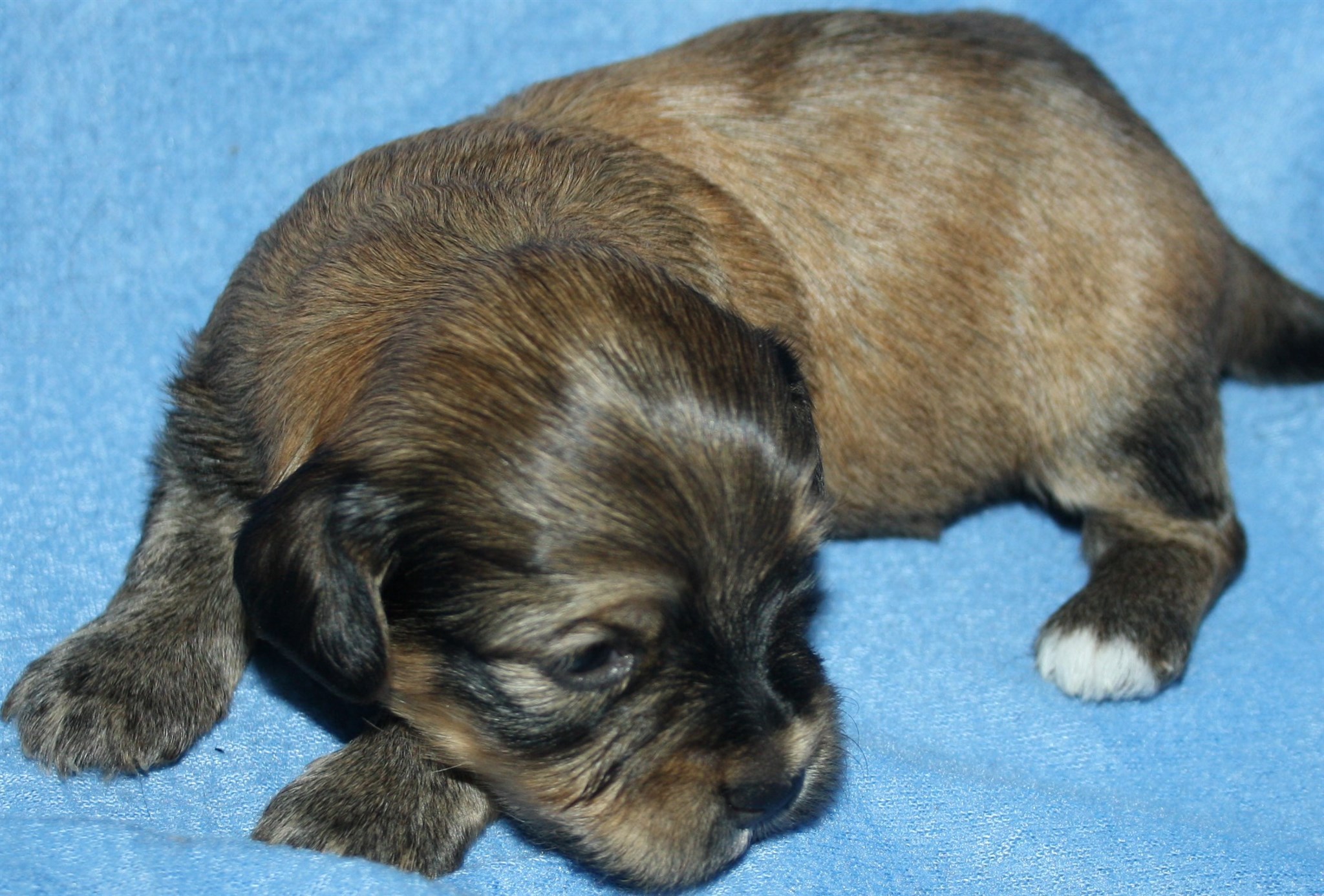 IMG_9993 Hane 3 Albin 2 v Hem.JPG