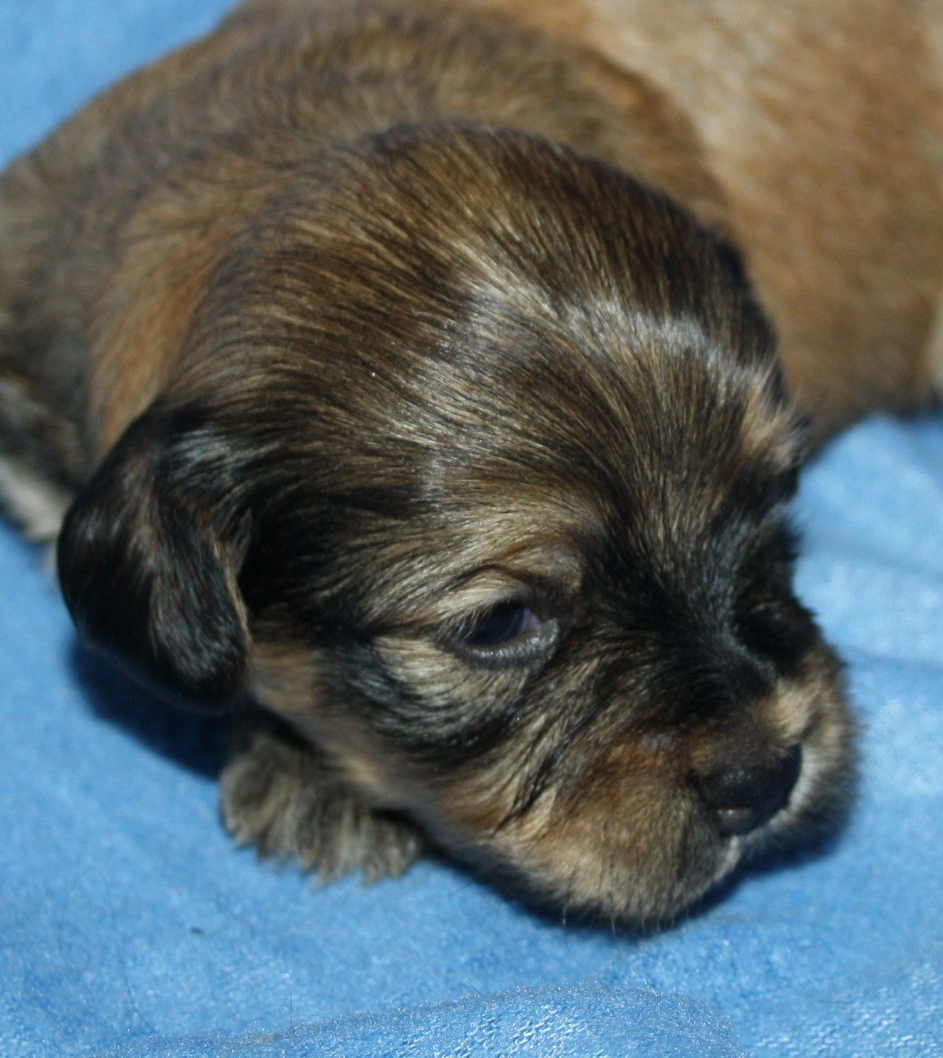 IMG_9995 Hane  3 Albin 2 v Hem.JPG