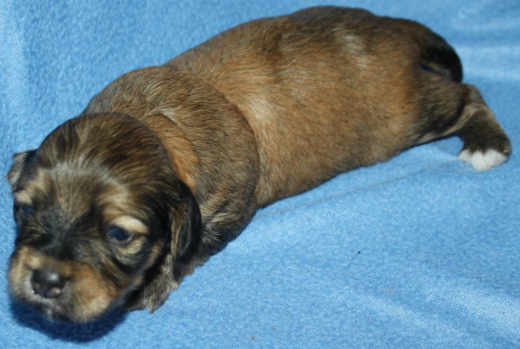 IMG_9999 Hane  3 Albin 2 v Hem.JPG