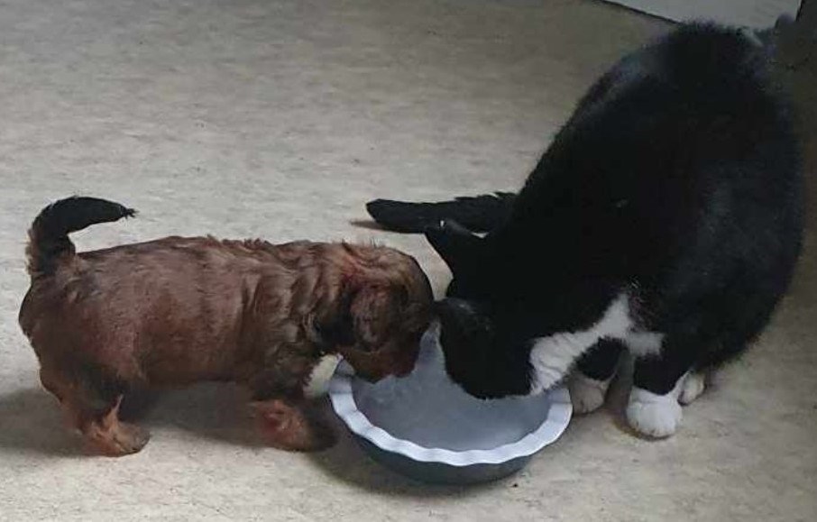 KattLars och Astrid 5v. dricker vatten.jpeg