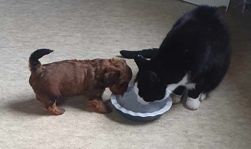 KattLars och Astrid 5v.jpeg