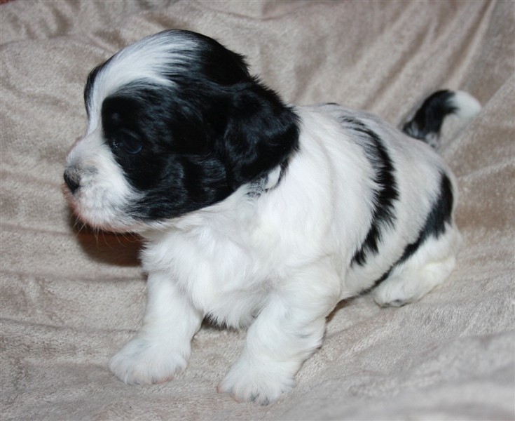 Kärstins E hanar 4 v 011Elvis bra.JPG